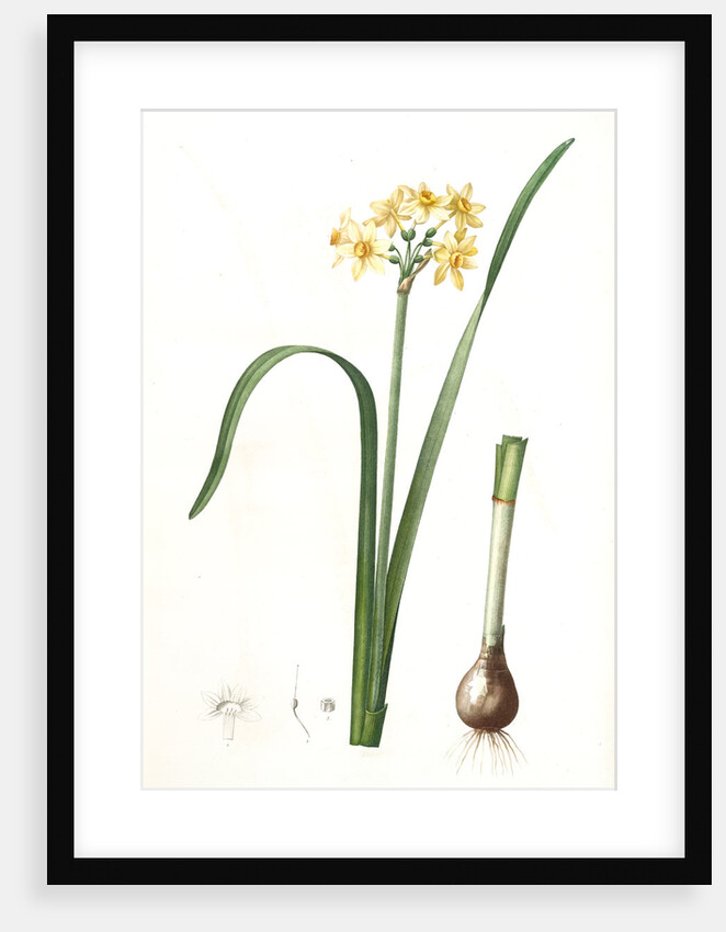 Narcissus intermedius, Narcisse intermédiaire (signed) by Pierre Joseph Redouté