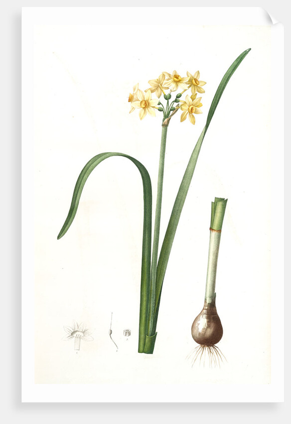 Narcissus intermedius, Narcisse intermédiaire (signed) by Pierre Joseph Redouté