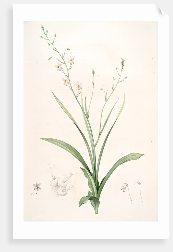 Cyanella capensis, Cyanelle du Cap, Lady's hand by Pierre Joseph Redouté