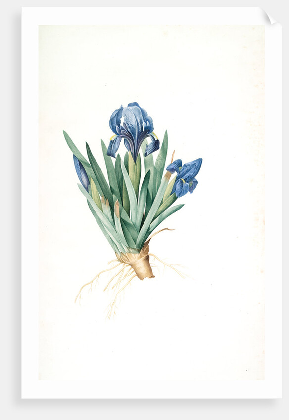 Iris pumila floribus cæruleis, Iris naine à fleurs bleus by Pierre Joseph Redouté