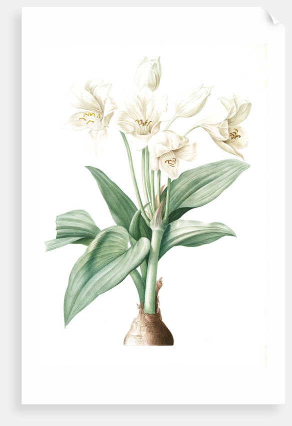 Crinum giganteum, Crinum gèant; Giant Spider Lily by Pierre Joseph Redouté