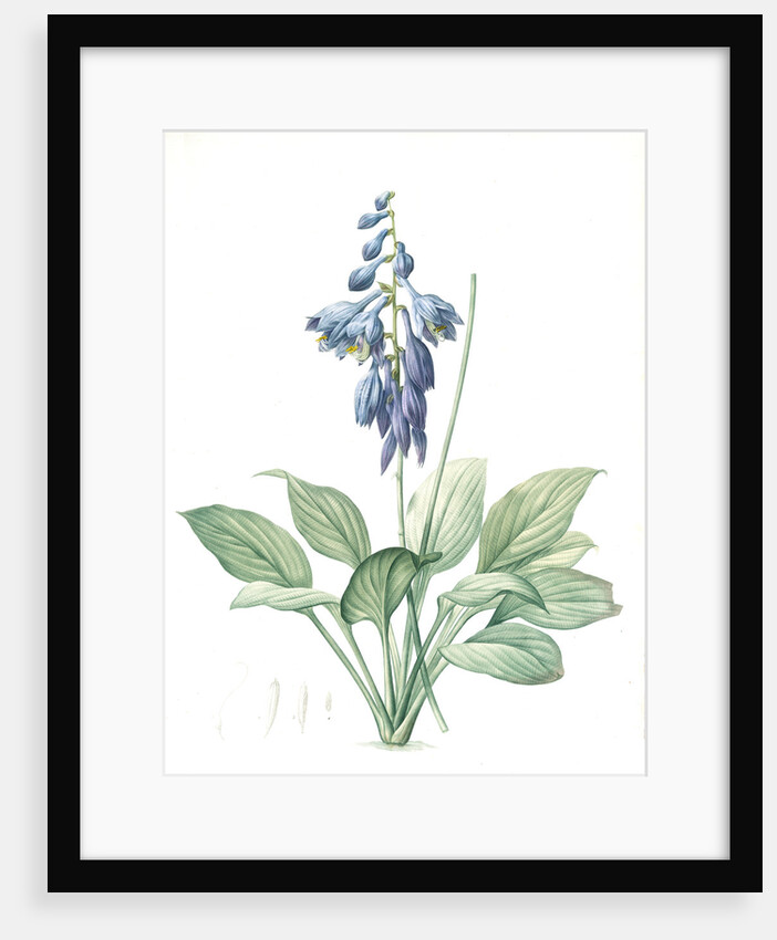 Hemerocallis Caerulea, Hosta caerulea; Hémérocalle bleue, Dark blue Plantain Lily by Pierre Joseph Redouté