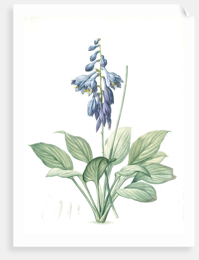 Hemerocallis Caerulea, Hosta caerulea; Hémérocalle bleue, Dark blue Plantain Lily by Pierre Joseph Redouté