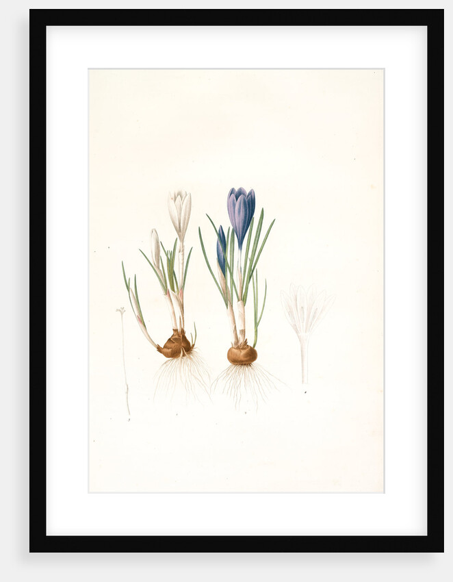 Crocus vernus, Safran priiiintanier; Spring crocus by Pierre Joseph Redouté