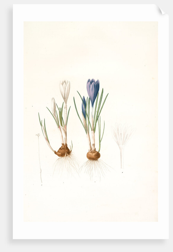 Crocus vernus, Safran priiiintanier; Spring crocus by Pierre Joseph Redouté