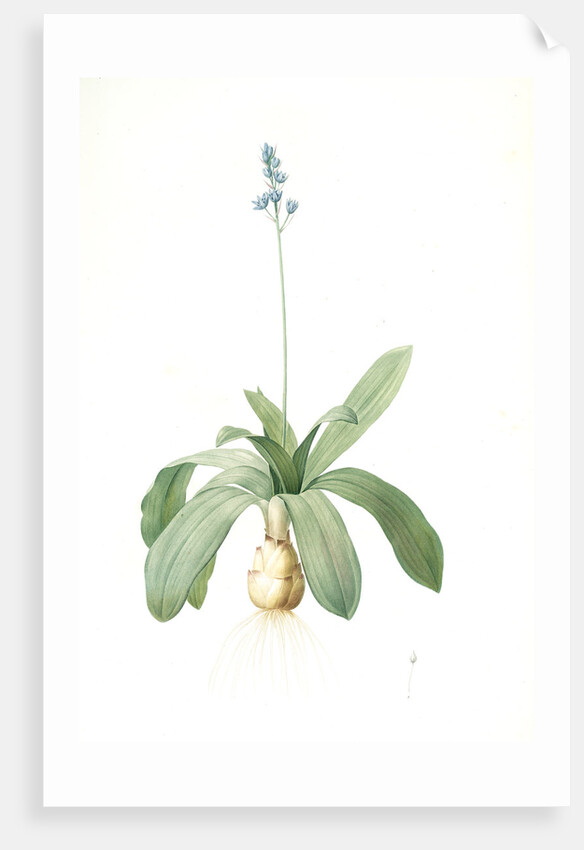 Scilla Lilio-hyacinthus, Scilla fausse-jacinthe, Read hyacinth by Pierre Joseph Redouté
