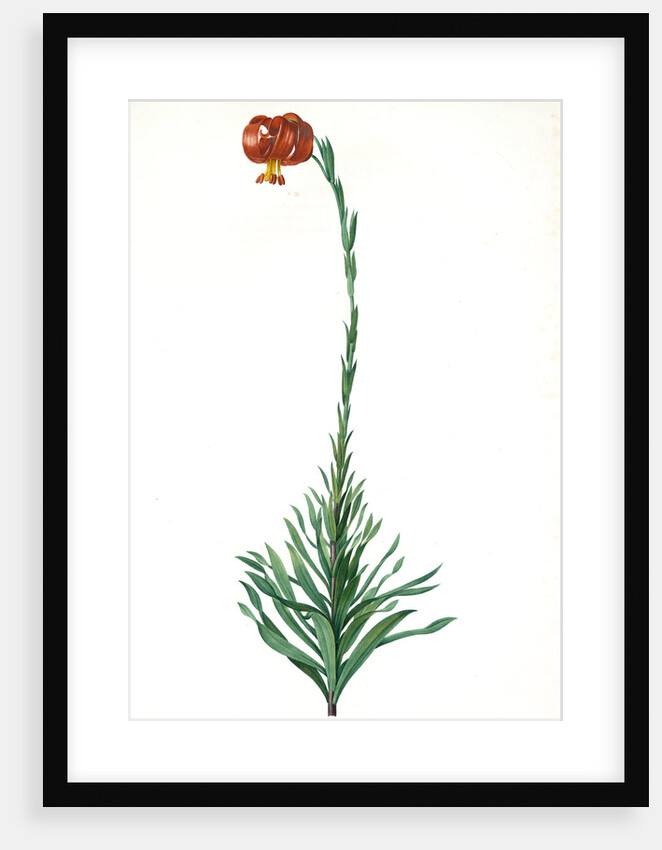 Lilium chalcedoncum, Lis de Chalcédoine; Chalcedonia Lily, Scarlet Turk's-cap Lily; Red Martagon of Constantinople by Pierre Joseph Redouté
