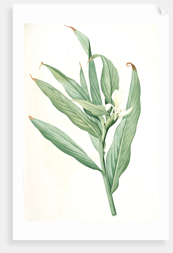 Hedychium coronarium, Hedychium à couronnes; Butterfly Lily or Garland Flower, Ginger Lily by Pierre Joseph Redouté