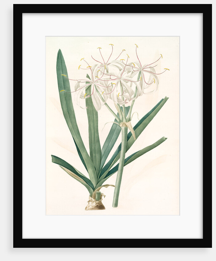 Crinum americanum by Pierre Joseph Redouté
