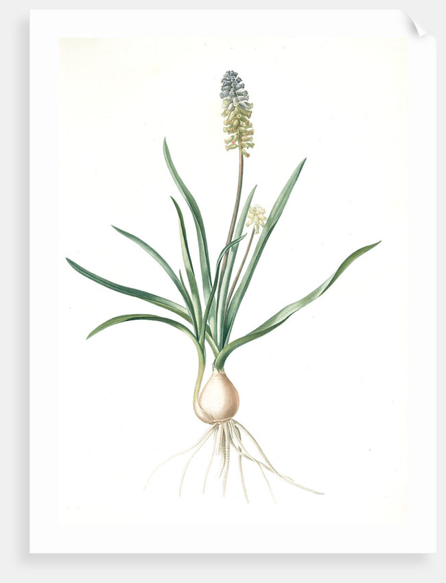 Muscari ambrosiacum, Muscari moschatum; Muscari odorant; Musk or Nutmeg Hyacinth; Grape Hyacinth by Pierre Joseph Redouté