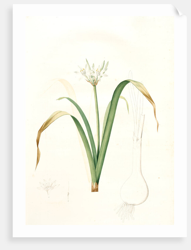 Pancratium parviflorum, Pancrace á petites fleurs, Small-flowered pancratium by Pierre Joseph Redouté