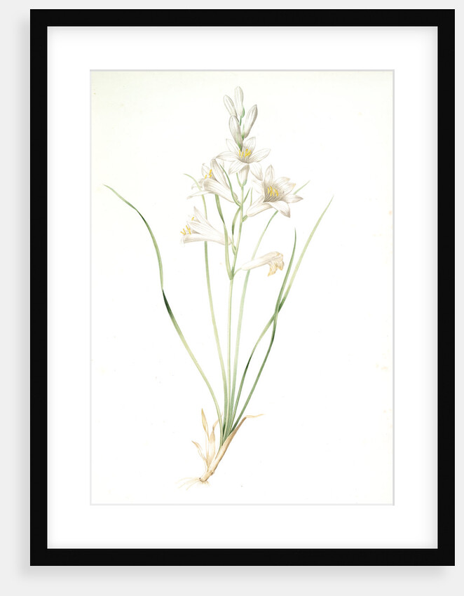 Phalangium liliastrum, Paradisea Liliastrum; Phalangére lis Saint-Bruno; St. Bruno's Lily by Pierre Joseph Redouté