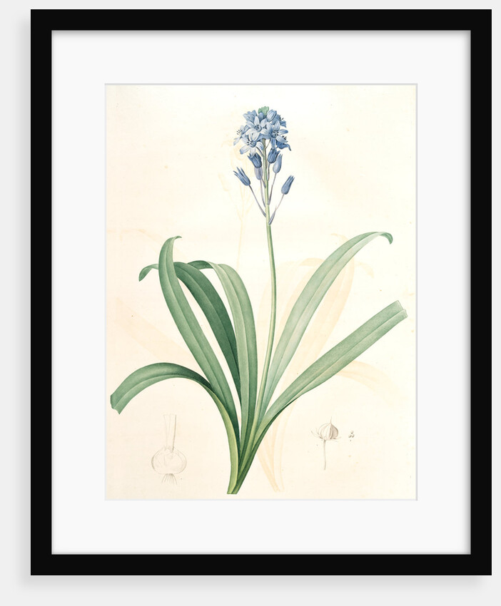 Scilla campanulata, Scille à fleurs en cloche, Bluebell by Pierre Joseph Redouté