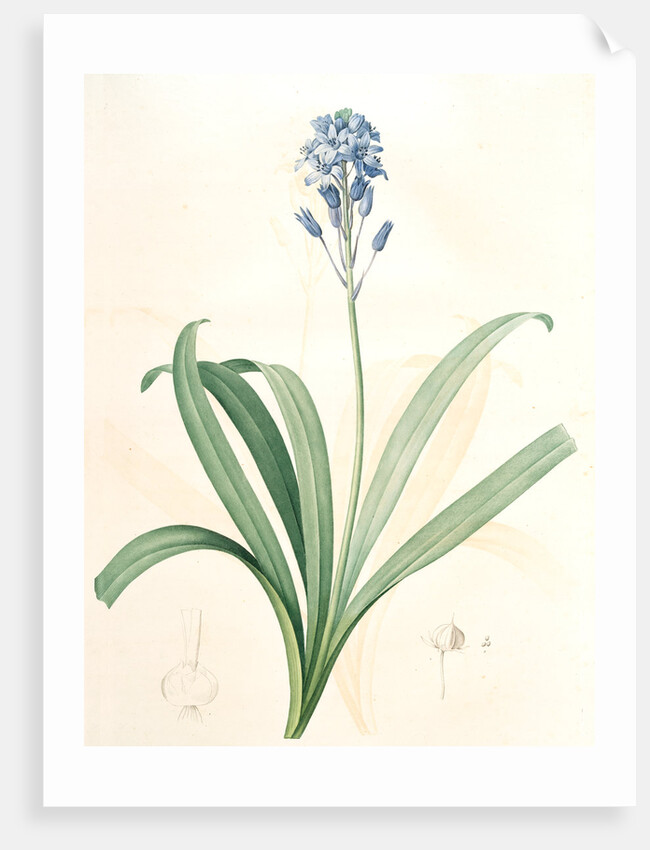 Scilla campanulata, Scille à fleurs en cloche, Bluebell by Pierre Joseph Redouté