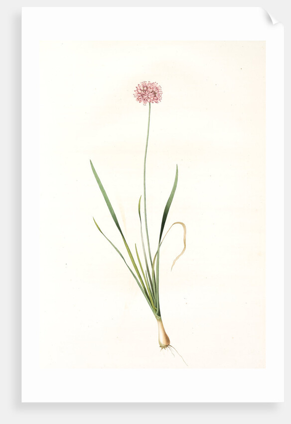 Allium angulosum, Ail anguleux, Mouse garlic by Pierre Joseph Redouté
