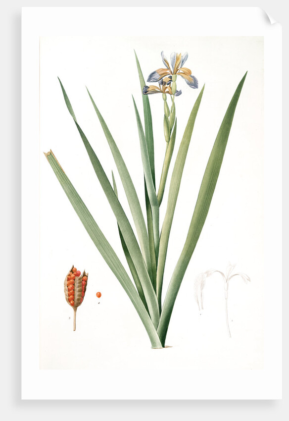 Iris foetidissima, Iris fétide; Gladwyn or Sinking Iris, Roast Beef Plant; Spurge Plant by Pierre Joseph Redouté