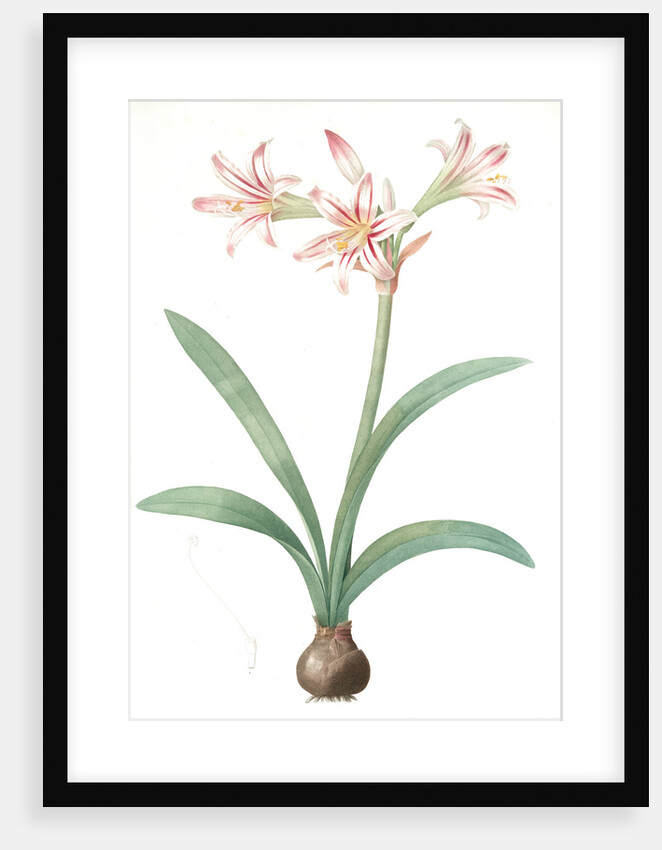 Amaryllis vittata, Hippeastrum vittatum; Amaryllis rayée, Superb Amaryllis; Knight's Star Lily by Pierre Joseph Redouté