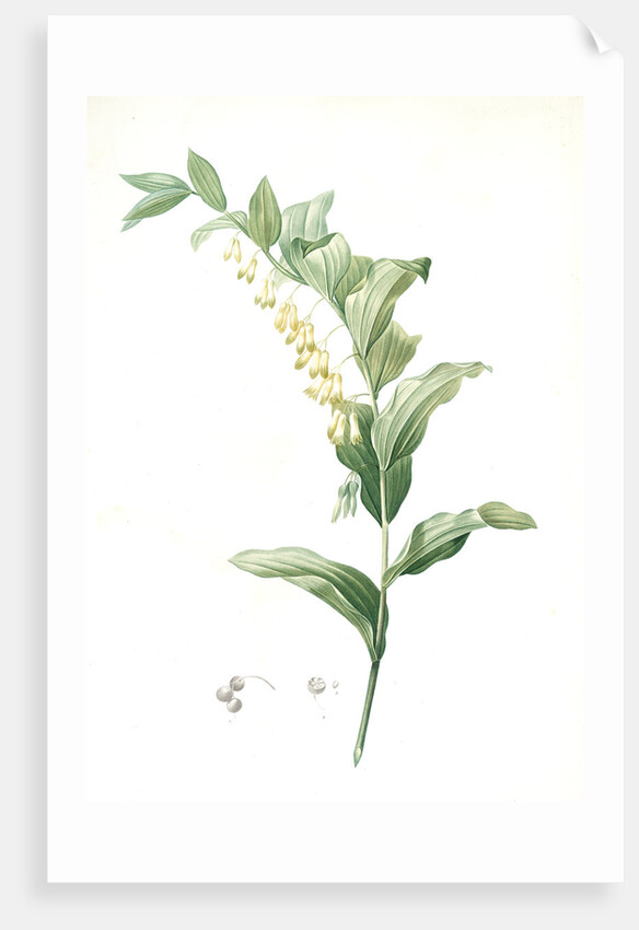 Polygonatum multiflorum, Polygonatum multiflore; Eurasian Solomon's Seal by Pierre Joseph Redouté