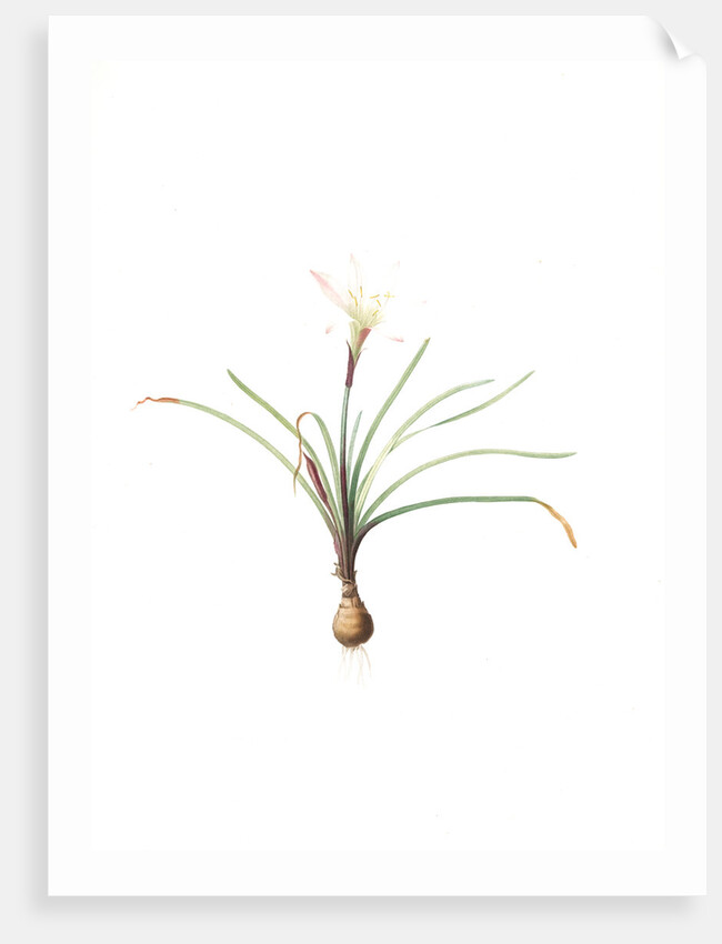 Amaryllis atamasco, Zephyronthes Atamasco; Amaryllis de Virginie, Atamasco lily by Pierre Joseph Redouté