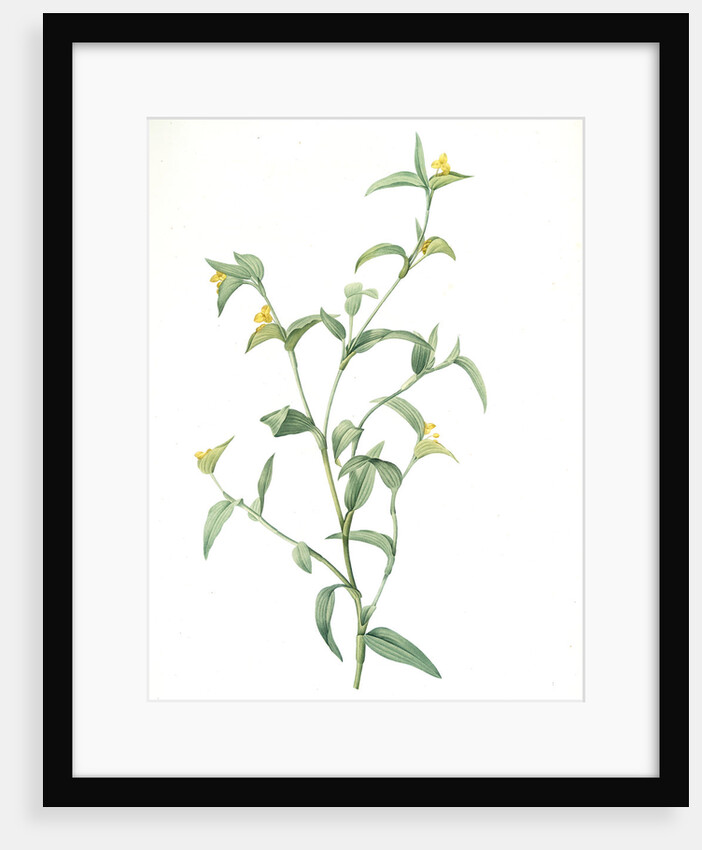 Commelina africana, Comméline d'Afrique, African dayflower by Pierre Joseph Redouté