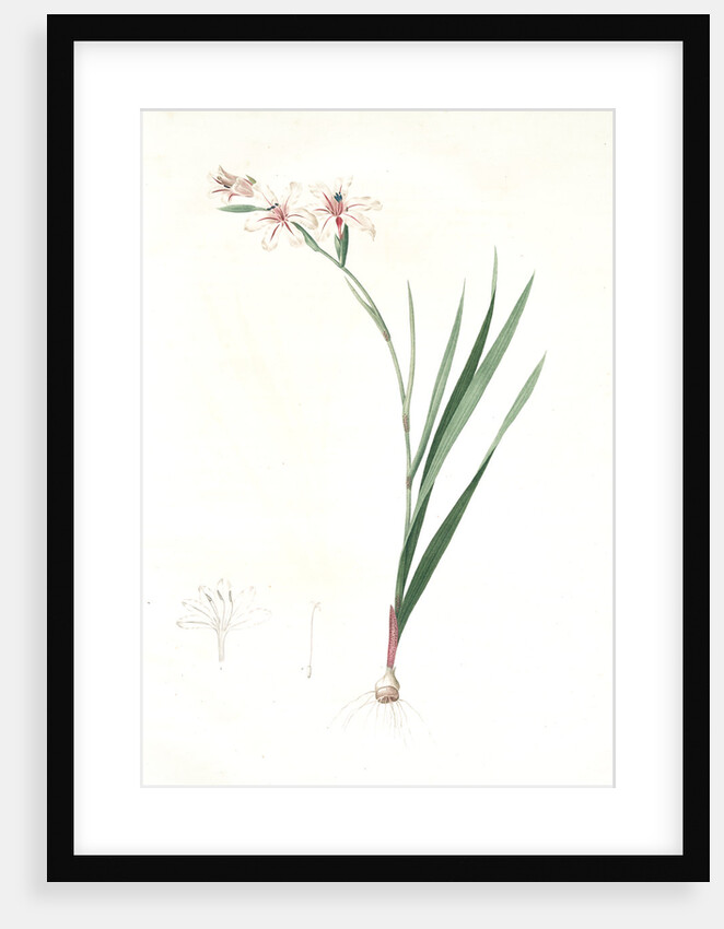 Gladiolus undulatus, Glaïeul à fleurs de Watsonie, Waved-flowered Gladiolus, Waved-flowered Corn-flag by Pierre Joseph Redouté