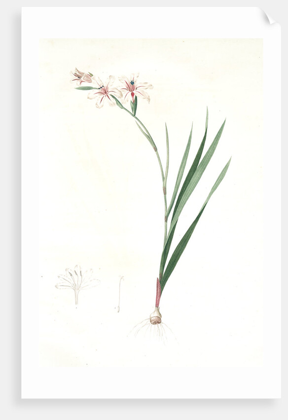 Gladiolus undulatus, Glaïeul à fleurs de Watsonie, Waved-flowered Gladiolus, Waved-flowered Corn-flag by Pierre Joseph Redouté