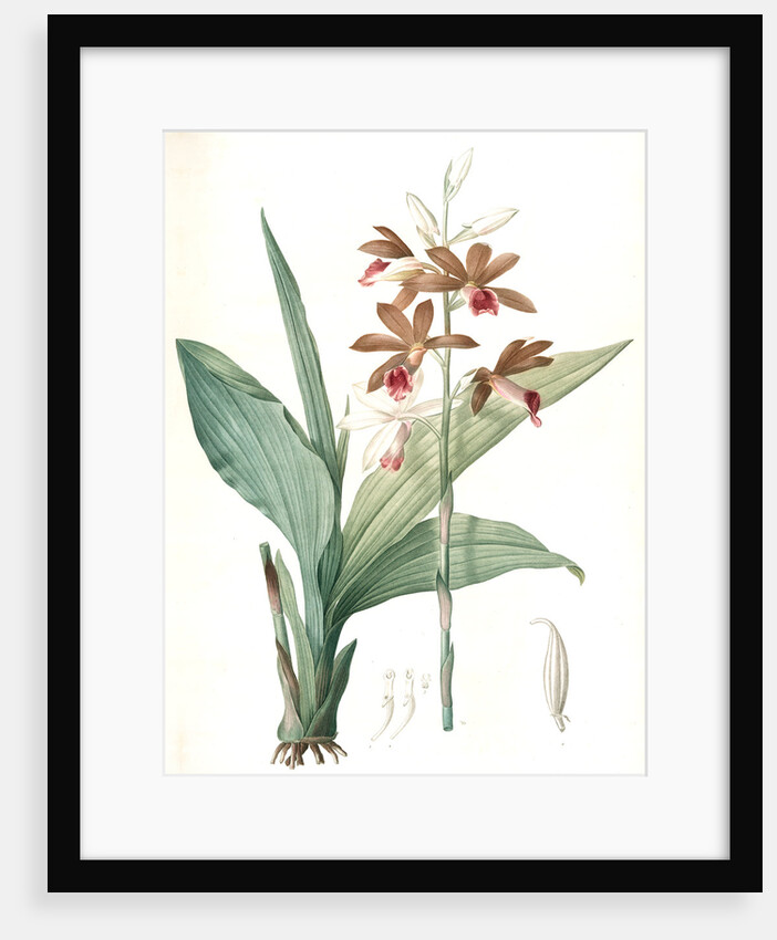 Limodorum tankerwillae, Phaius grandifolius; Limodore de Tankerwill, Swamp Lily; Nun Orchid; Swamp Orchid by Pierre Joseph Redouté