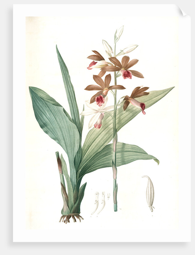 Limodorum tankerwillae, Phaius grandifolius; Limodore de Tankerwill, Swamp Lily; Nun Orchid; Swamp Orchid by Pierre Joseph Redouté