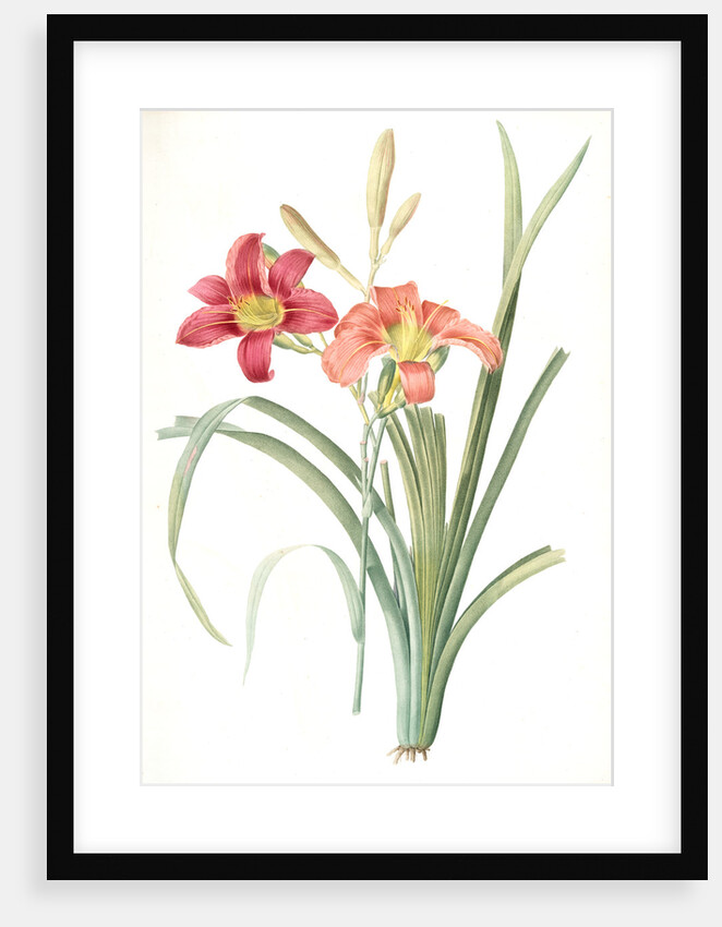 Hemerocallis fulva, Hemerocallie fauve; Tawny Day Lily, orange daylily; common day lily by Pierre Joseph Redouté