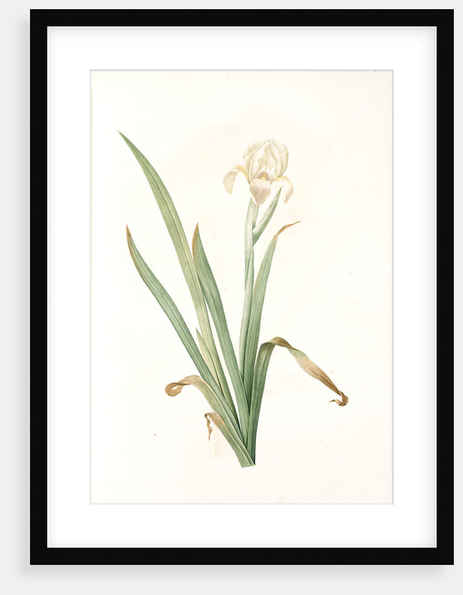 Iris virescens, Iris verdâtre by Pierre Joseph Redouté