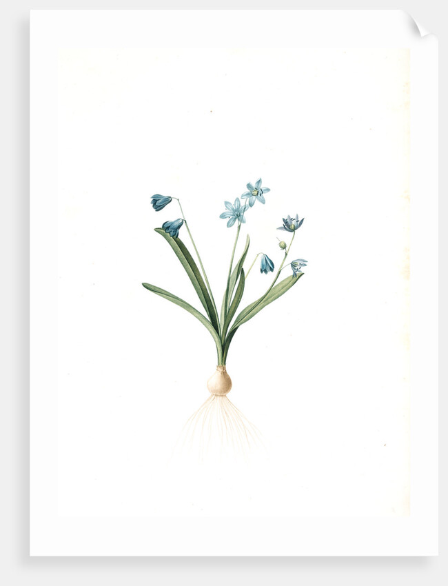 Scilla amoena, Scilla sibirica; Scille agréable; Siberian squill by Pierre Joseph Redouté
