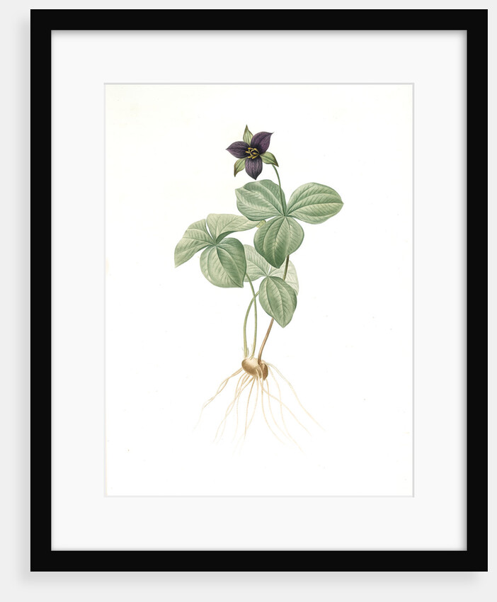 Trillium rhomboideum, Trillium erectum; Trillium rhomboidal, Upright Trillium by Pierre Joseph Redouté