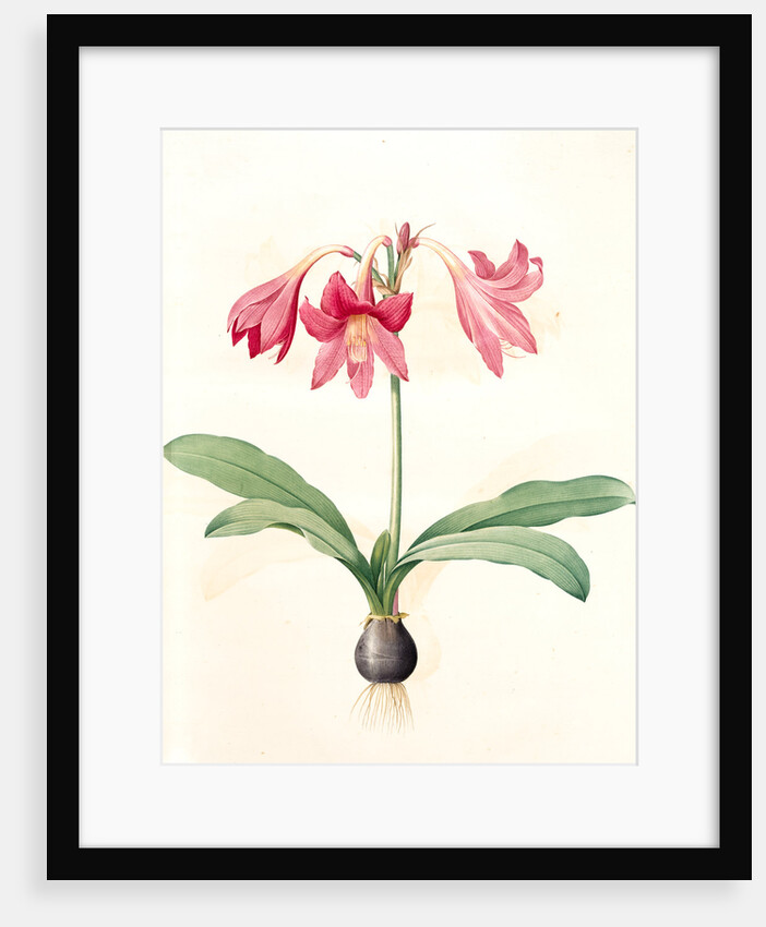 Amaryllis reticulata, Hippeastrum reticulatum; Amaryllis en réseau by Pierre Joseph Redouté