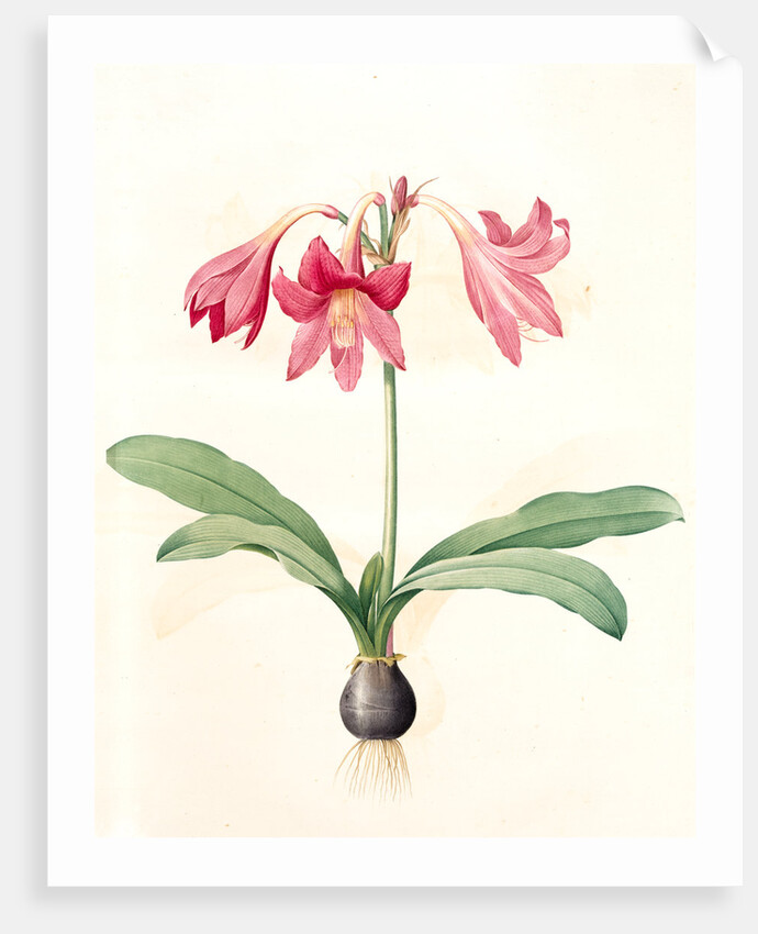 Amaryllis reticulata, Hippeastrum reticulatum; Amaryllis en réseau by Pierre Joseph Redouté