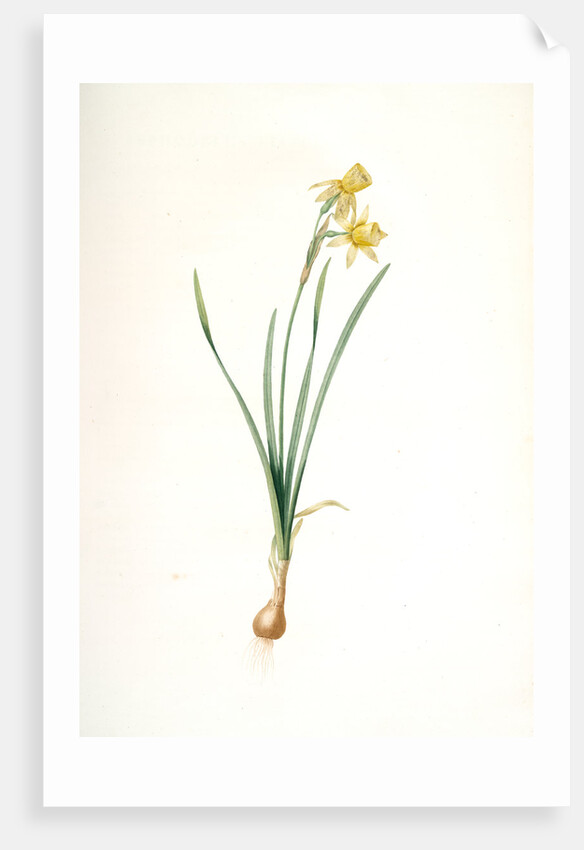 Narcissus calathinus, Narcissus triandrus; Narcisse à grande coupe, angel's tears; daffodil by Pierre Joseph Redouté