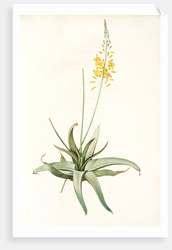 Anthericum alooides, Bulbine alooides; Anthéric à feuilles td'aloès by Pierre Joseph Redouté