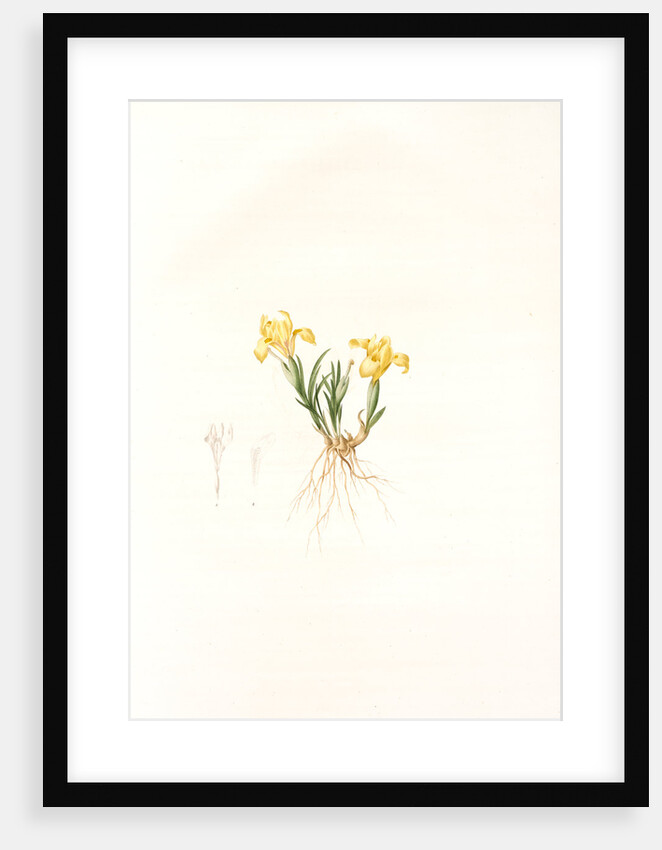 Iris arenaria, Iris flavissima; Iris des sables, Sandy Iris by Pierre Joseph Redouté