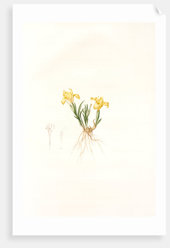 Iris arenaria, Iris flavissima; Iris des sables, Sandy Iris by Pierre Joseph Redouté