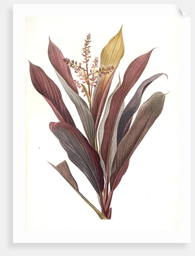 Dracoena terminalis, Cordyline terminalis; Dragonnier terminale; Dragon Lily, Hawaiian Ti, Ti Tree, Good Luck Tree; Flaming dragon tree by Pierre Joseph Redouté