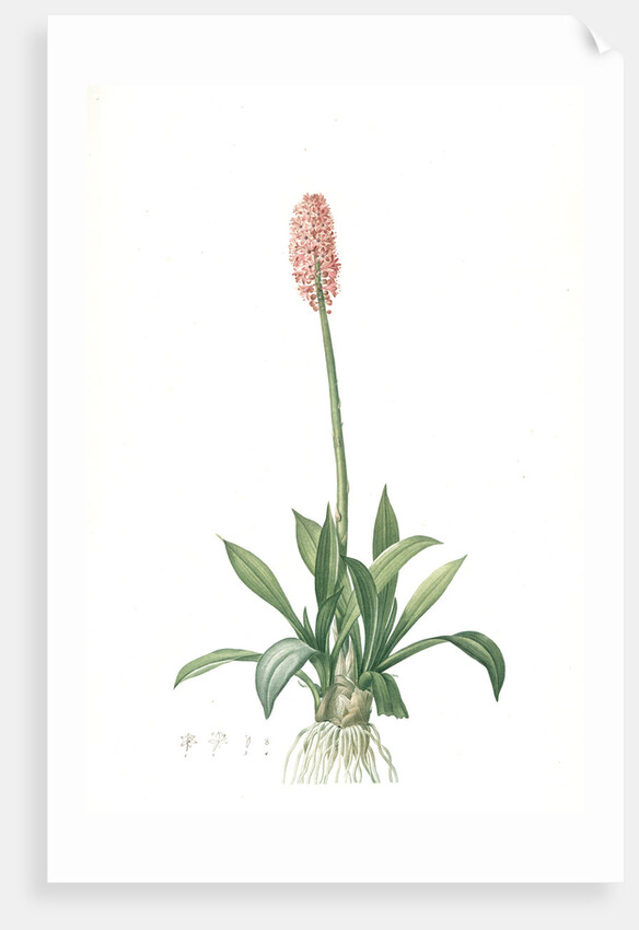 Helonias bullata, Helonias rose; Swamp Pink, Spear-leaved Helonias by Pierre Joseph Redouté