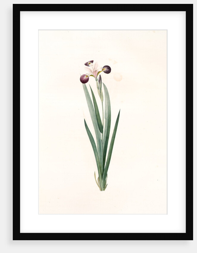 Iris versicolor, Iris à coleurs changeantes, Blue Flag; Flag Lily; Liver Lily; Snake Lily; Dragon Flower by Pierre Joseph Redouté