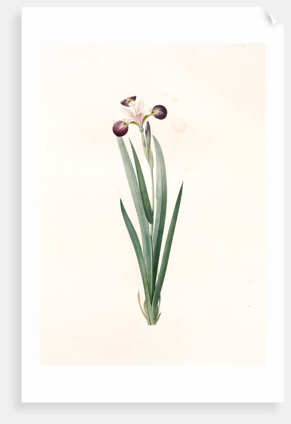 Iris versicolor, Iris à coleurs changeantes, Blue Flag; Flag Lily; Liver Lily; Snake Lily; Dragon Flower by Pierre Joseph Redouté