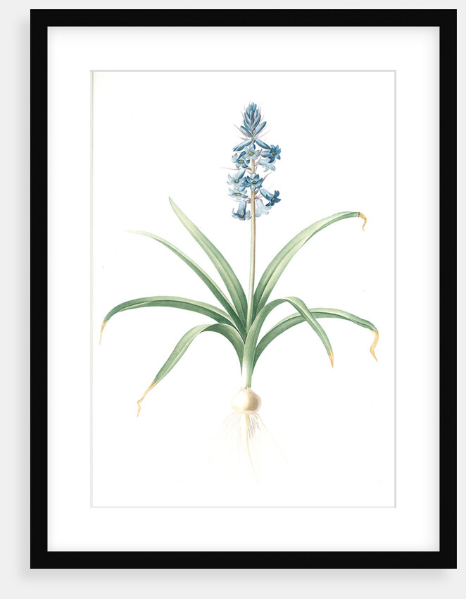 Scilla patula, Scilla hispanica; Scille étalée; Spanish Jacinth by Pierre Joseph Redouté