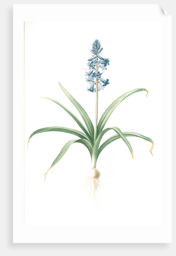 Scilla patula, Scilla hispanica; Scille étalée; Spanish Jacinth by Pierre Joseph Redouté