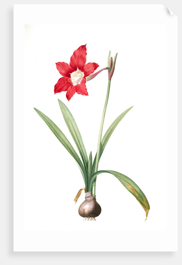 Amaryllis equestris, Hippeastrum equestre; Amaryllis brasiliensis; Amaryllis brésilienne; Barbados Lily by Pierre Joseph Redouté