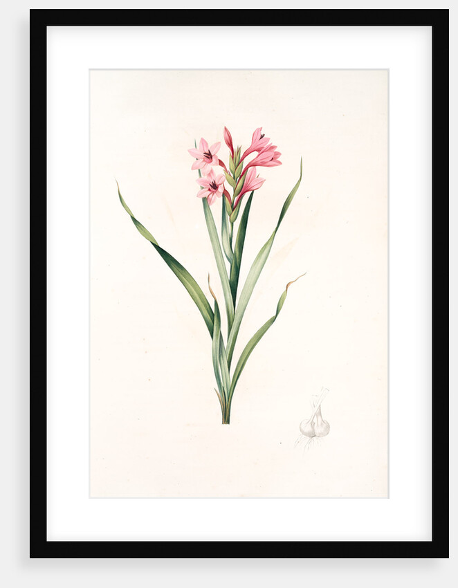 Gladiolus laccatus, Glaïeul coloeur de laque by Pierre Joseph Redouté