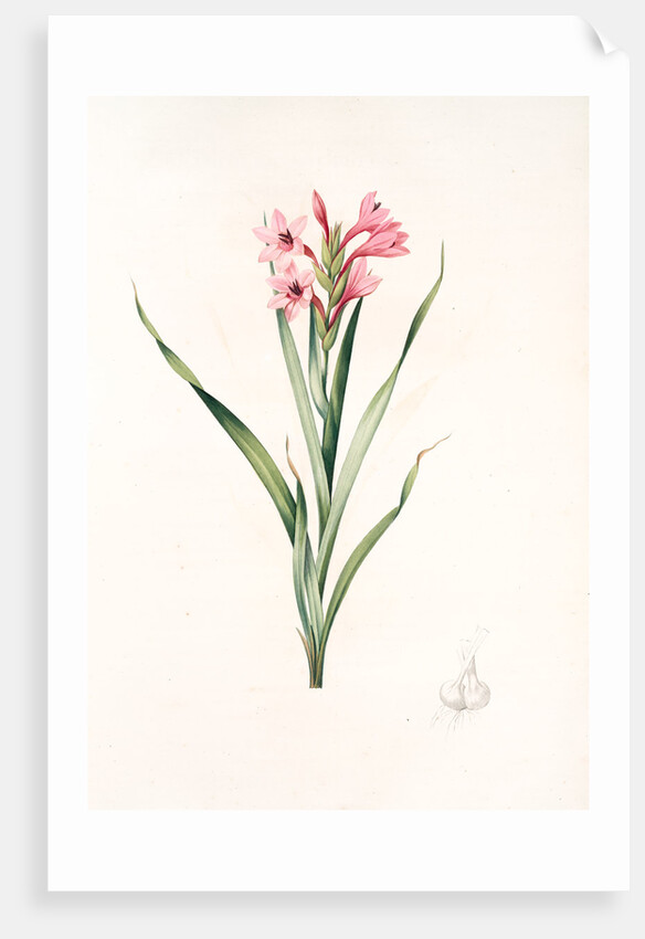 Gladiolus laccatus, Glaïeul coloeur de laque by Pierre Joseph Redouté
