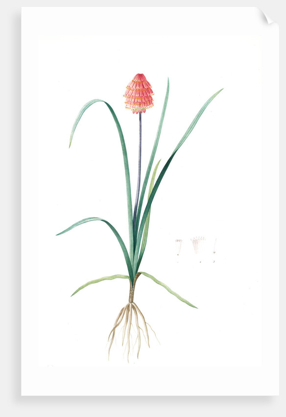 Veltheimia abyssinica, Kniphofia abyssinica; Velthéimia d'Abyssinie, Abyssinian Torch Lily by Pierre Joseph Redouté