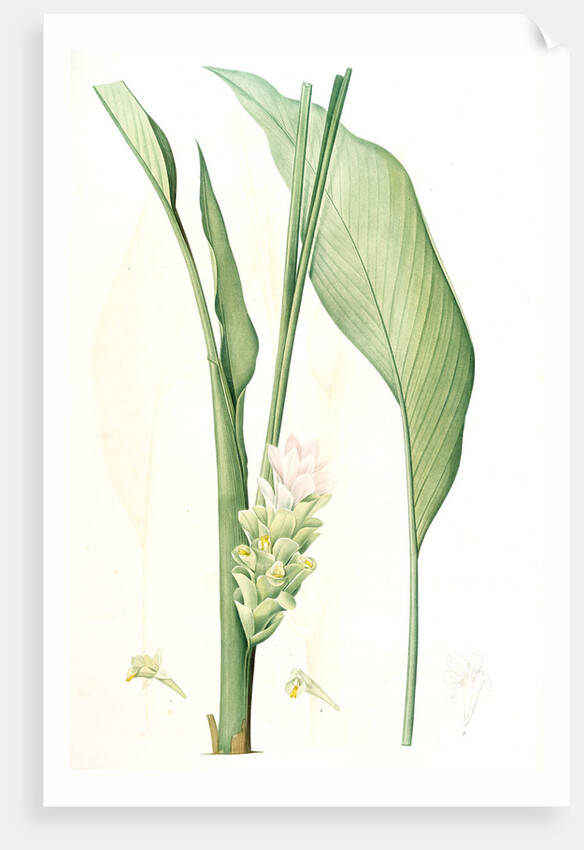 Curcuma longa, Curcuma long, Turmeric by Pierre Joseph Redouté