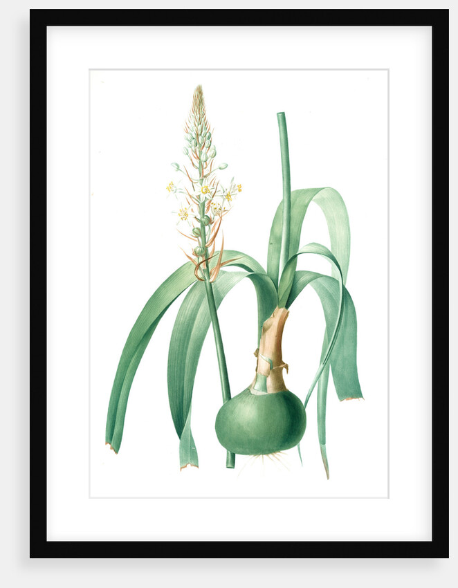 Ornithogalum longibracteatum, Ornithogale à longues bractées, Sea onion; False sea onion by Pierre Joseph Redouté